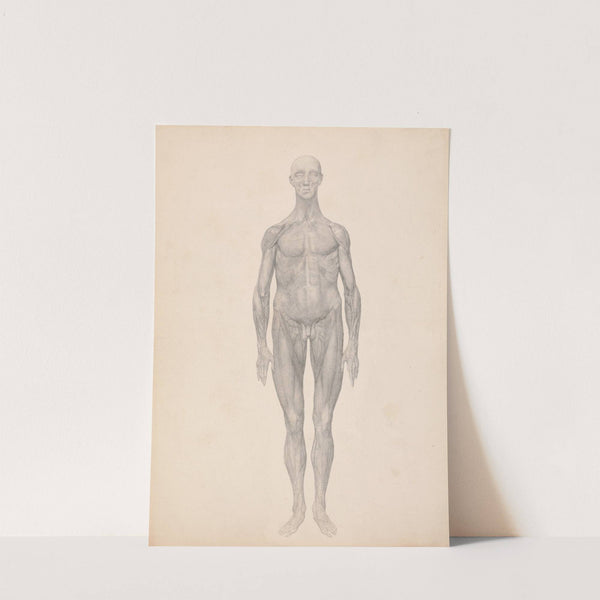 Human Figure, Anterior View, Skin and Underlying Fascial Layers Removed (1795 to 1806) by George Stubbs