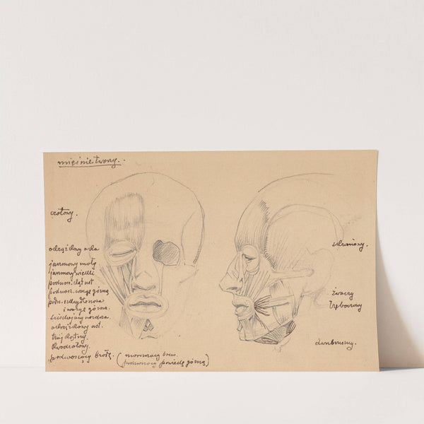Human head muscles by Stanisław Wyspiański