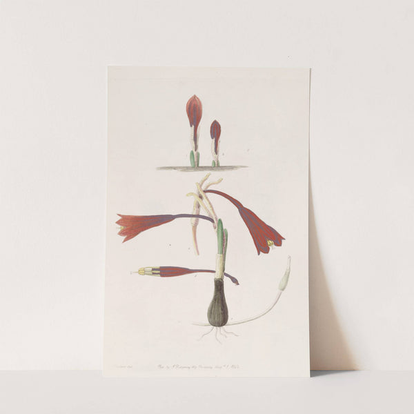 Humble Coburg-lily by Sydenham Edwards