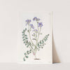 Humble Greek Valerian by Sydenham Edwards