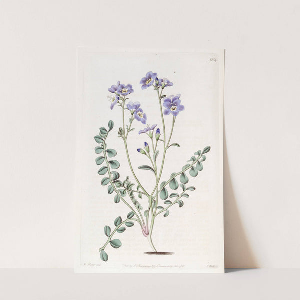 Humble Greek Valerian by Sydenham Edwards