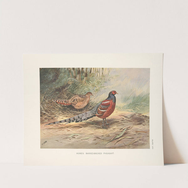 Hume’s Barred-necked Pheasant (Syrmaticus humiae humiae). (1918-1922) by George Edward Lodge