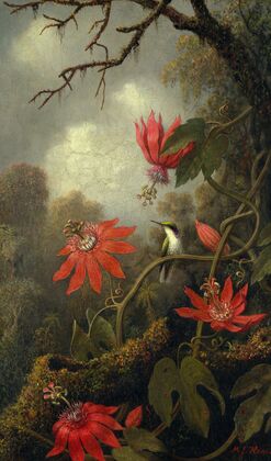 Hummingbird and Passionflowers