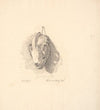 Hundekranium