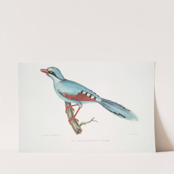 Hunting Crow, Kitta venatorius. (1830-1834) by John Edward Gray