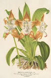 Huntleya albido-fulva