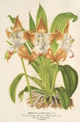 Huntleya albido-fulva