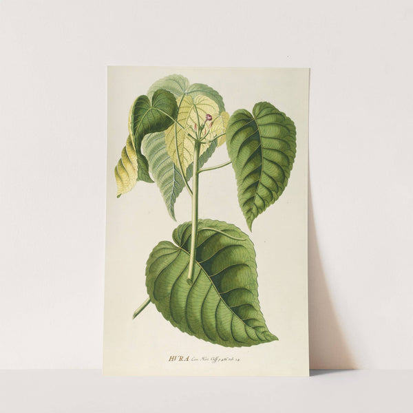 Hura by Georg Dionysius Ehret