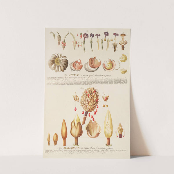 Hurae Magnoliae by Georg Dionysius Ehret