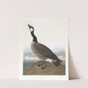 Hutchins's barnacle goose by John James Audubon