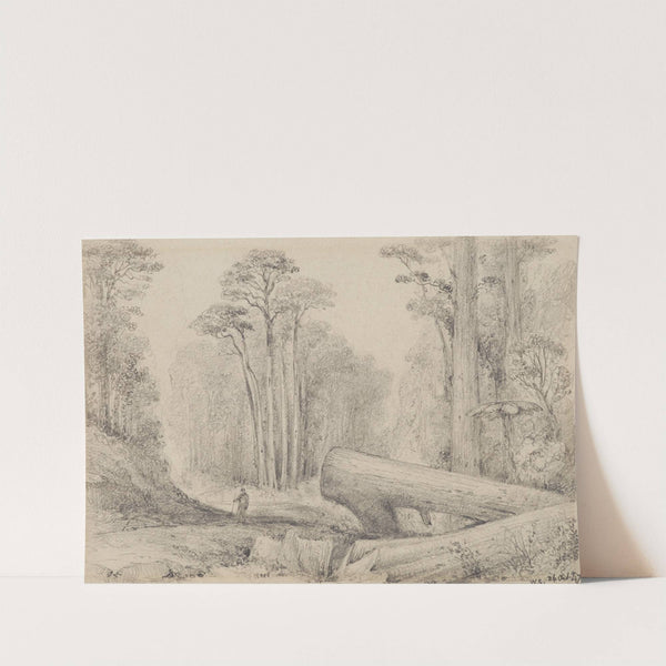 Hutt Road, round the first gorge, looking down by William Swainson