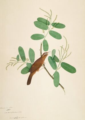 Hwamei on Terminalia Branch