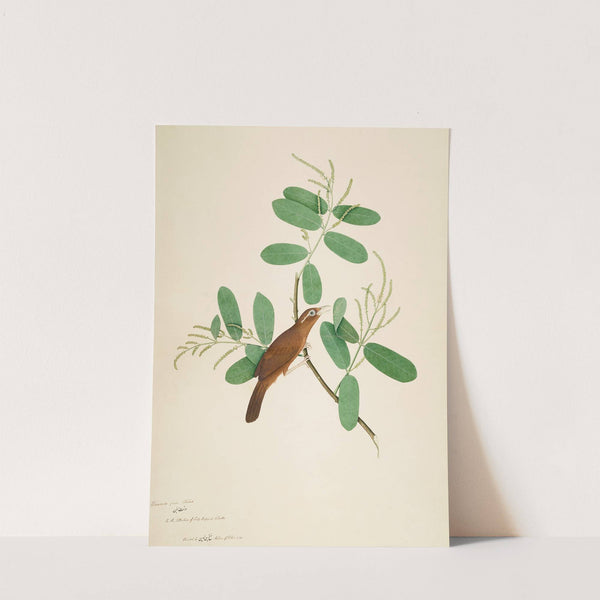 Hwamei on Terminalia Branch by Sheikh Zain al-Din