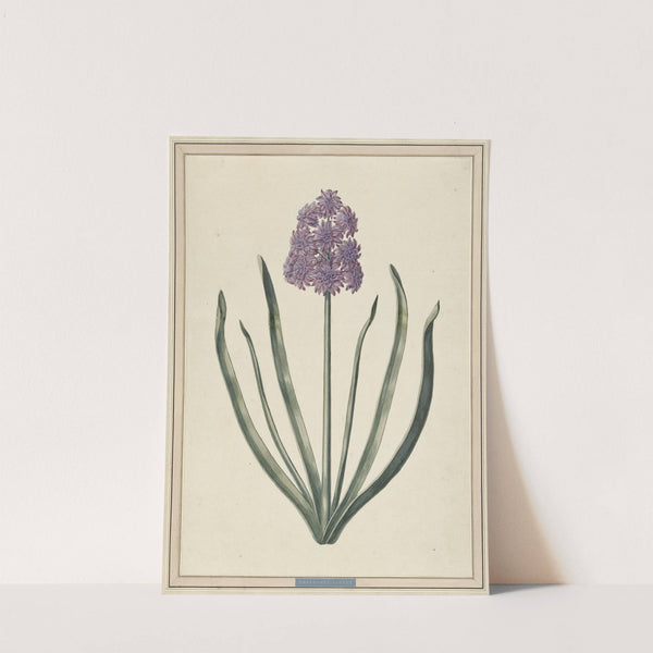 Hyacint (Charmante Violet) by F. Wijandt