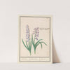 Hyacint (Hyacinthus orientalis) Hijacint. Hijacinthus. Hijacinte. (1596-1610) by Anselmus Boëtius de Boodt