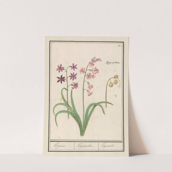 Hyacint (Hyacinthus orientalis) Hijacint. Hijacinthus. Hyacinthe. (1596-1610) by Anselmus Boëtius de Boodt