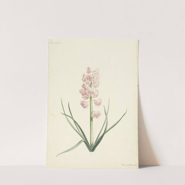 Hyacint Koralien by Vincent Laurensz. van der Vinne II