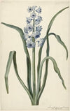 Hyacint