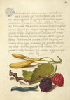 Hyacinth, Black Mulberry, and Caterpillar (1561–1596)
