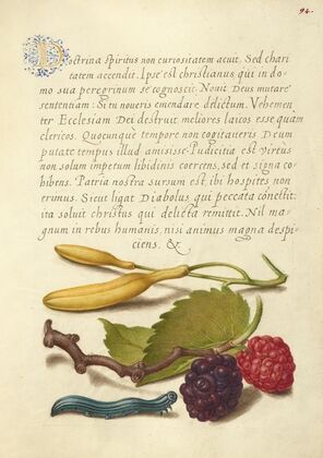 Hyacinth, Black Mulberry, and Caterpillar (1561–1596)