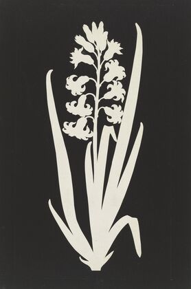 Hyacinth