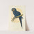 Hyacinthine Macaw (1884-1887) by Alexander Francis Lydon