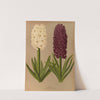 Hyacinths1.S.W. Snowball 2.S.M. Haydn (1872-1881) by Arentina Hendrica Arendsen