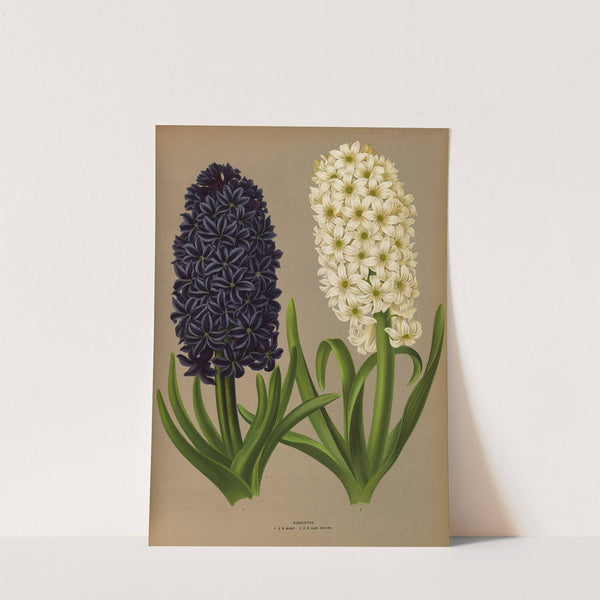 Hyacinths 11 (1872-1881) by Arentina Hendrica Arendsen