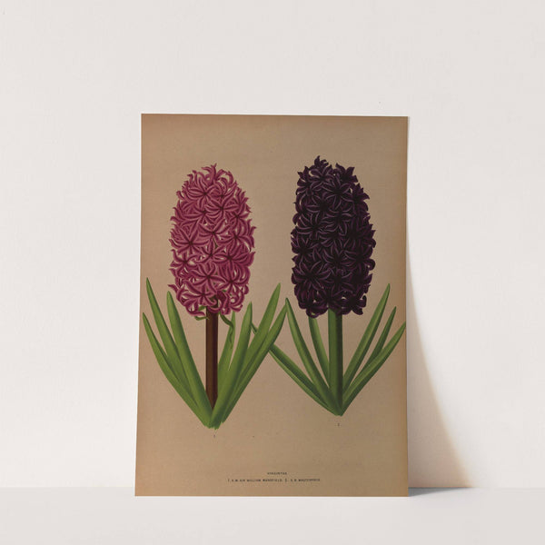 Hyacinths 12 (1872-1881) by Arentina Hendrica Arendsen