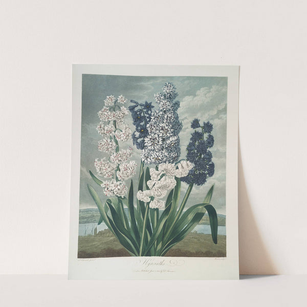 Hyacinths by Robert John Thornton