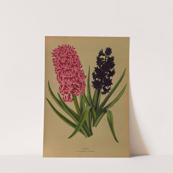 Hyacinths 3 (1872-1881) by Arentina Hendrica Arendsen