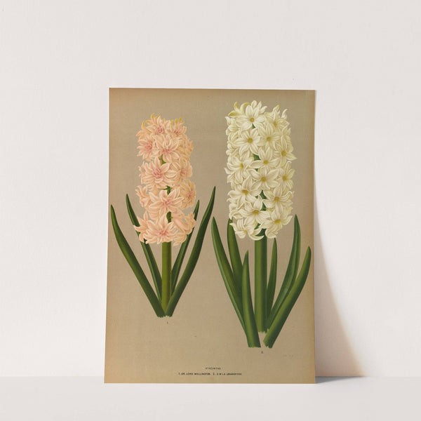 Hyacinths 7 (1872-1881) by Arentina Hendrica Arendsen