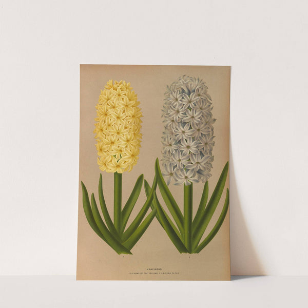 Hyacinths 9 (1872-1881) by Arentina Hendrica Arendsen