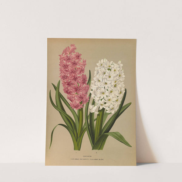 Hyacinths.D.R.Noble Par Merite. 2. Sw Mont Blanc (1872-1881) by Arentina Hendrica Arendsen