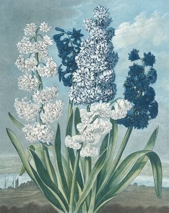 Hyacinths — size preview