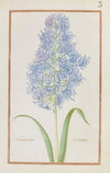 Hyacinthus comosus (1624)