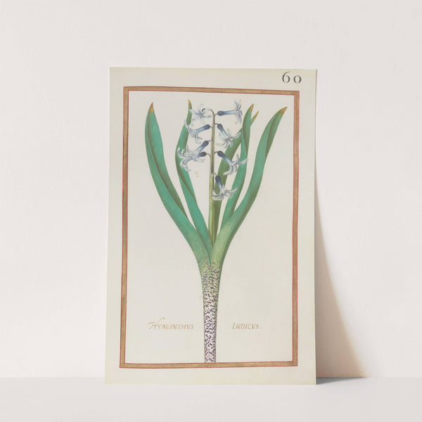 Hyacinthus indicus (1624) by Daniel Rabel