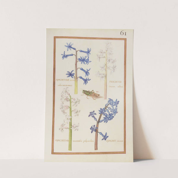 Hyacinthus orien. odoratissimus ; hyacinthus orient. albus ; hyacinthus orientalis polyanthos ; hyacin. orient (1624) by Daniel Rabel