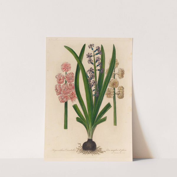 Hyacinthus Orientalis flore simplici et pleno (1818-1824) by Gaetano Savi
