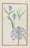 Hyacinthus stellaris germanicus ; hyacin. stellaris germanicus ; hyacinthus stellaris cynericeus major ; hyacintus peruvanus (1624)