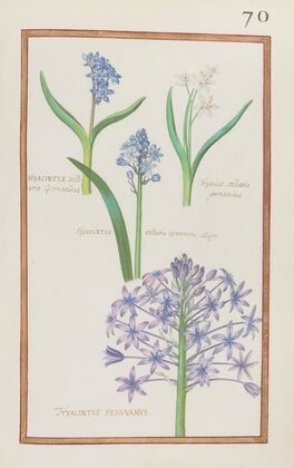 Hyacinthus stellaris germanicus ; hyacin. stellaris germanicus ; hyacinthus stellaris cynericeus major ; hyacintus peruvanus (1624)
