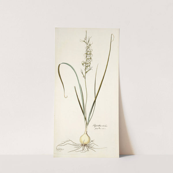 Hyacinthus viridis by Nikolaus Joseph Freiherr von Jacquin