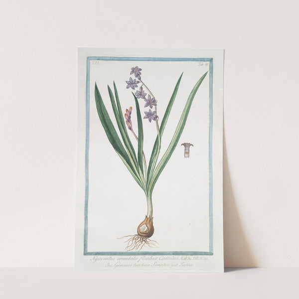 Hyacintus orientalis floribus Caeruleis - Giancinto turchino Semplice - Iacinthe. (Garden Hyacinth) by Giorgio Bonelli