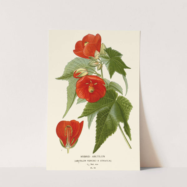 Hybrid Abutilon (1896-1897) by Edward Step