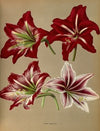 Hybrid Amaryllis. (1872-1881)