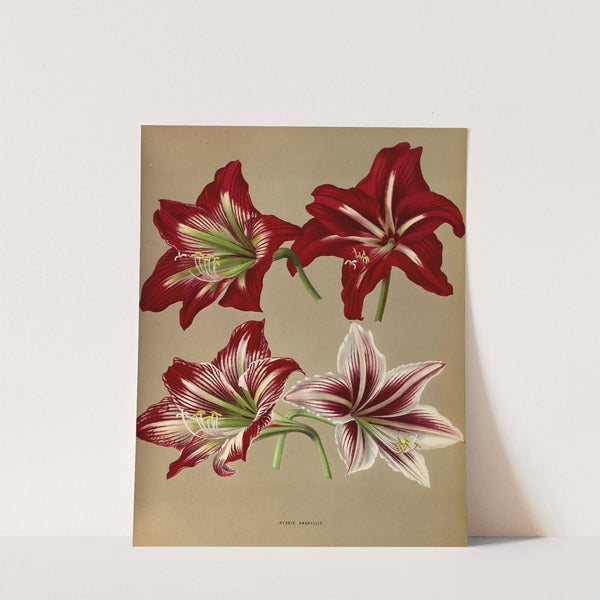Hybrid Amaryllis. (1872-1881) by Arentina Hendrica Arendsen