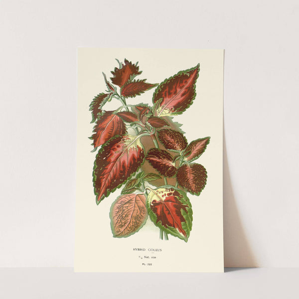 Hybrid Coleus (1896-1897) by Edward Step
