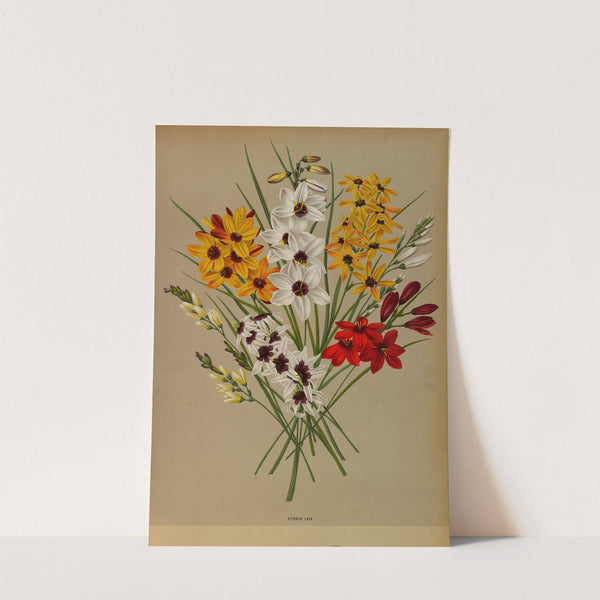 Hybrid Ixia (1872-1881) by Arentina Hendrica Arendsen