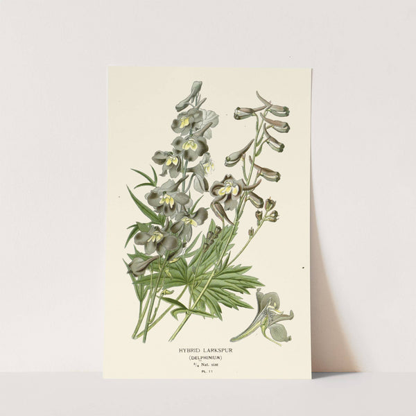Hybrid Larkspur (1896-1897) by Edward Step