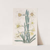 Hybrid Narcissi by Sydenham Edwards